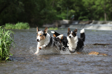 Three dogs in water, Welsh Corgi Cardigan