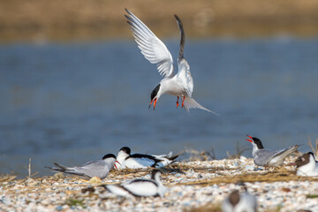 Flußseeschwalben (Sterna hirundo) streiten sich