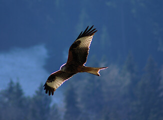 Bussard