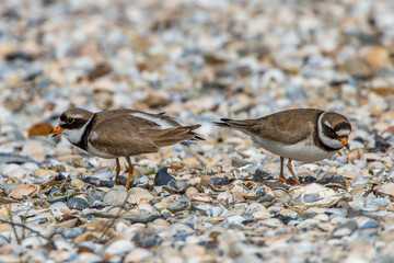 Fototapeta premium Sandregenpfeifer (Charadrius hiaticula)