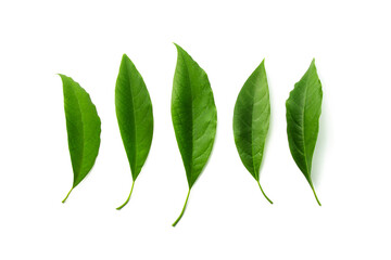 Leaves of avocado isolated.