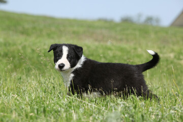 Adorable puppy of Border collie