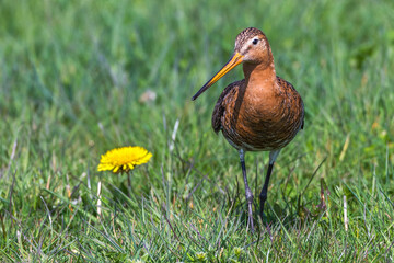Uferschnepfe (Limosa limosa)