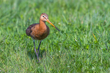 Uferschnepfe (Limosa limosa)
