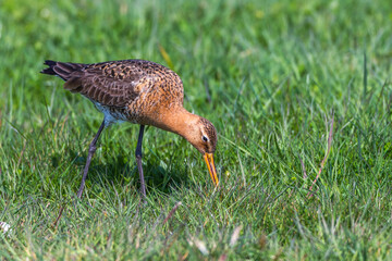 Uferschnepfe (Limosa limosa)