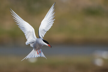 Flußseeschwalbe (Sterna hirundo)