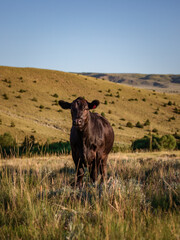 Beautiful white faced cow with horns and her calf with her herd of black angus cattle in the Pryor...