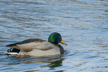 Obraz premium Winter Swim