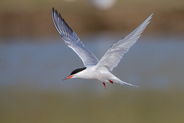 Flußseeschwalbe (Sterna hirundo)