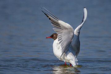 Lachmöwe (Larus ridibundus)