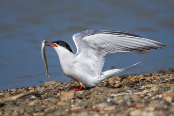 Flußseeschwalbe (Sterna hirundo) mit Sandaal