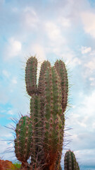 cactus in desert blue sky