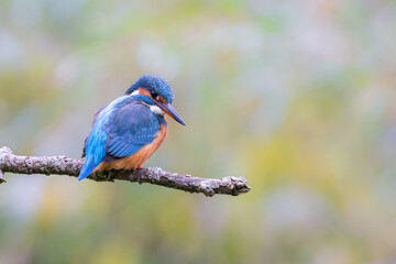 Eurasian kingfisher (Alcedo atthis) sitting on his perch in autumn.