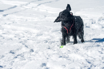 Naklejka premium beautiful black flatcoated retriever in snow