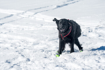 beautiful black flatcoated retriever in snow