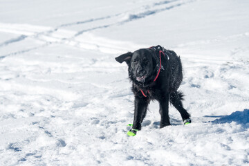 beautiful black flatcoated retriever in snow