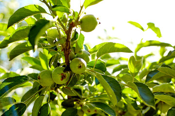 Ripe, beautiful apples on the branches of apple tree