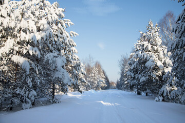 Snow-covered road surrounded by snow-covered pines. Winter landscape on a frosty day.Horizontal orientation