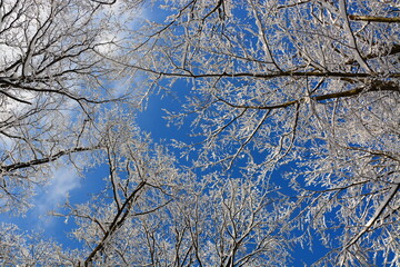 snow covered branches