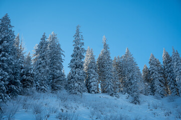 wonderful snow covered winter forest in the Bernese alps