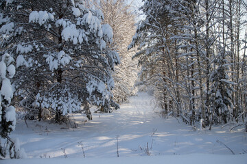 A road in a winter forest with ski tracks. Winter landscape.Horizontal orientation