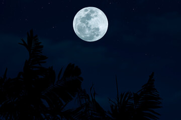 Obraz na płótnie Canvas Full moon on the sky with silhouette tree at night.
