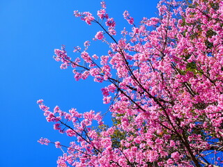 Close up of Wild Himalayan Cherry flowers or Sakura