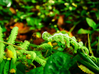 fern leaves nature background