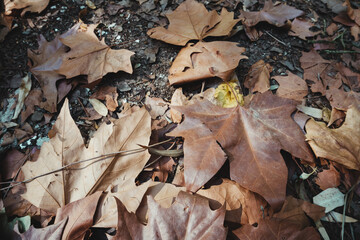 Fallen Leaves in Autumn Forest