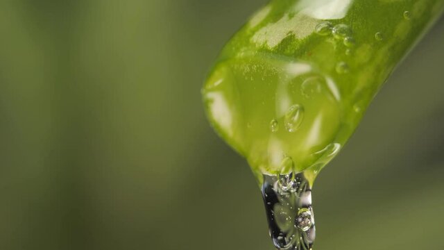The juice of the cut aloe leaf drips slowly. The essence of the gel drains slowly from the stem. Skin protection and care.