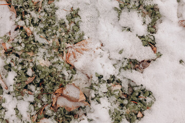 snow on grass and leaves