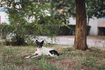 A black and white mongrel lies in the green grass near tree and bush and looks at the viewer with his neck stretched out and his ears perked up. The concept of loneliness,wildlife and homeless animals