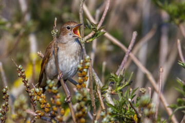 Nachtigall (Luscinia megarhynchos)