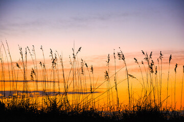Fototapeta na wymiar Sea oats silhouetted against sunrise sky Garden City Beach, South Carolina, coast
