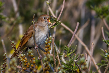 Nachtigall (Luscinia megarhynchos)