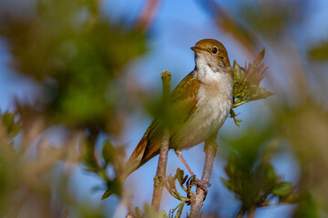 Nachtigall (Luscinia megarhynchos)