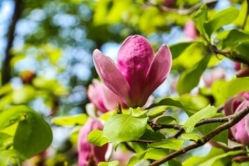 Spring blooming of magnolia in a botanical garden on a blue sky