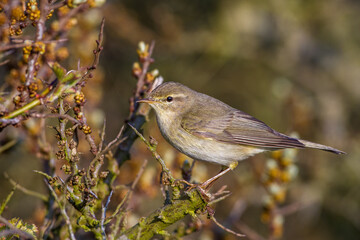Fitis (Phylloscopus trochilus)