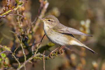 Fitis (Phylloscopus trochilus)