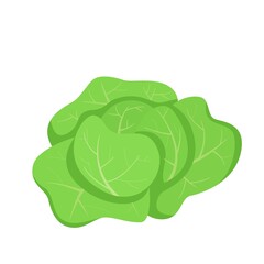Cabbage Vegetable Icon