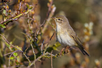 Fitis (Phylloscopus trochilus)