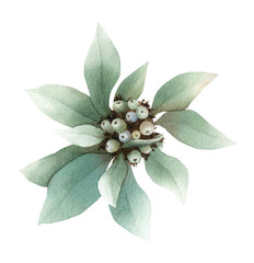 A plant with white berries and green leaves (white dogwood) hand drawn in watercolor isolated on a white background. Watercolor floral illustration. Botanical illustration. Floral element