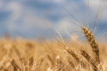 Ripe ears of wheat close-up on a background of blurred field and sky