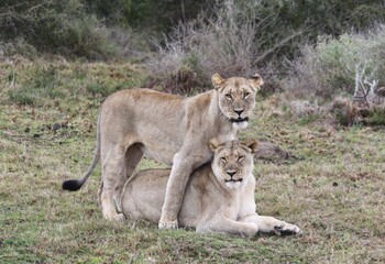 Lioness pair in love 