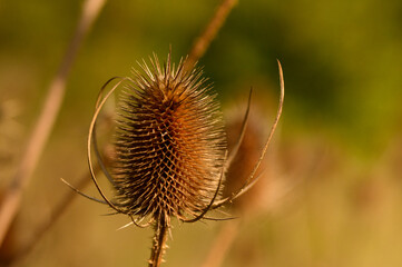 Thistle Head