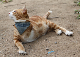 Invalid cat with amputated paw with three legs.