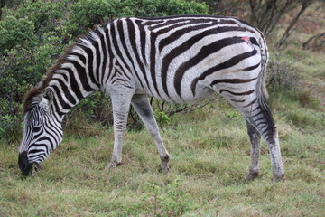 Fototapeta na wymiar Zebra with a scratch