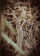A small lizard with brown eyes is hiding in the dry yellow grass. 