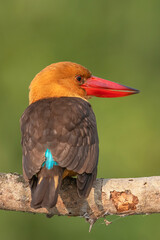 Brown Winged Kingfisher