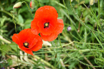 Blossom poppies close up